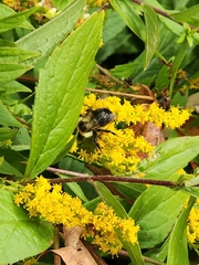 Bombus impatiens