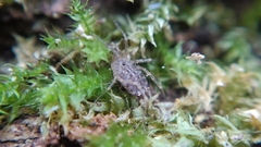 Homalenotus quadridentatus