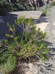 Euryops