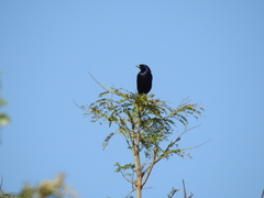 Molothrus bonariensis