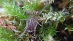 Homalenotus quadridentatus