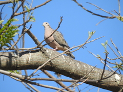 Zenaida auriculata