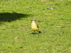 Machetornis rixosa