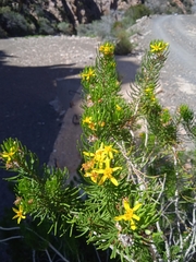 Euryops