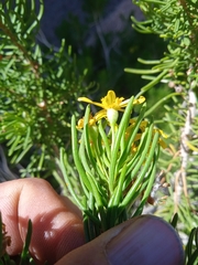 Euryops