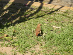 Furnarius rufus