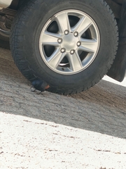 Onychognathus morio morio