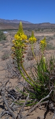 Bulbine abyssinica