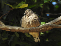 Zenaida auriculata