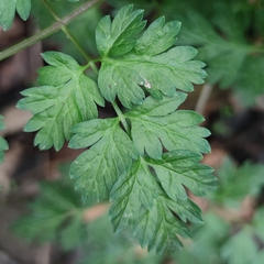 Anthriscus cerefolium