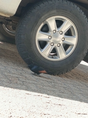 Onychognathus morio morio