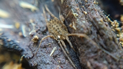 Homalenotus quadridentatus