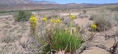 Bulbine abyssinica