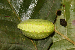 Apoda limacodes