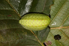 Apoda limacodes
