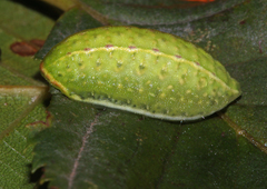 Apoda limacodes