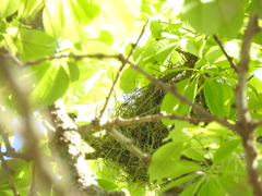 Paroaria coronata