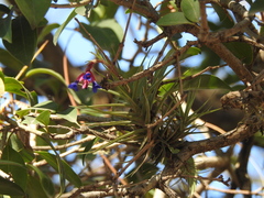 Tillandsia aeranthos