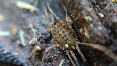 Homalenotus quadridentatus