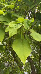 Catalpa