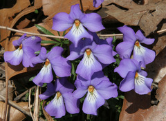 Viola pedata