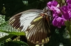 Pieriballia viardi