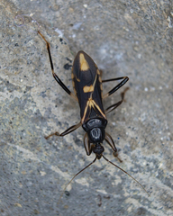 Rasahus sulcicollis