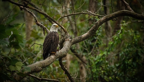 Bald Eagle photographed in Delaware