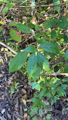 Frangula caroliniana