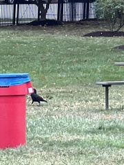 Corvus brachyrhynchos