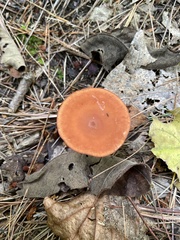 Cortinarius sanguineus