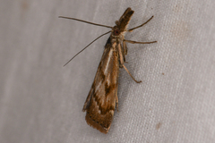 Agriphila anceps