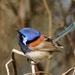 Blue-breasted Fairywren - Photo (c) lancelot239, some rights reserved (CC BY-NC), uploaded by lancelot239