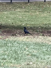 Corvus brachyrhynchos