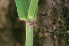 Elymus virginicus