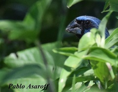 Cyanoloxia brissonii