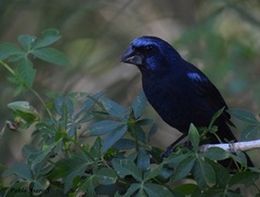 Cyanoloxia brissonii