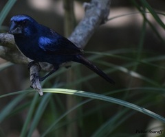 Cyanoloxia brissonii