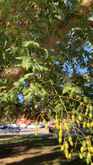 Styphnolobium japonicum