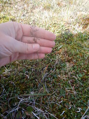 Arctagrostis latifolia