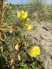 Oenothera glazioviana