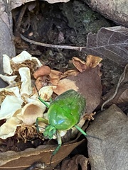 Trigonophorus rothschildi