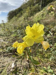 Oenothera glazioviana