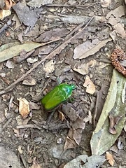 Trigonophorus rothschildi