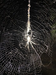 Trichonephila edulis