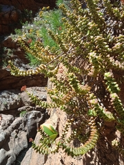 Crassula rupestris