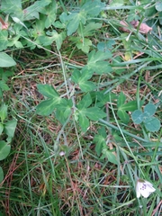 Geranium thunbergii