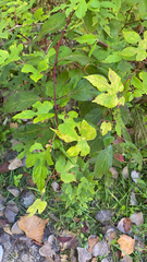 Ampelopsis glandulosa