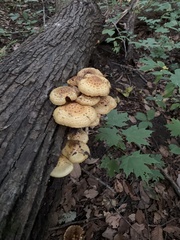 Pholiota
