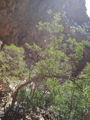 Olea europaea cuspidata
